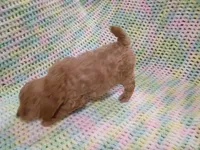 Jack, a female Bichpoo for sale in Irvington, KY – 5 of 5
