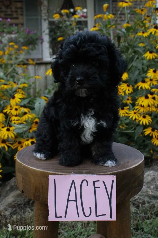 Lacey – Havapoo puppy on hold in Irvington, KY