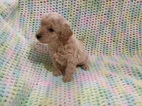 Biscuit, a male Bichpoo for sale in Irvington, KY – 2 of 4