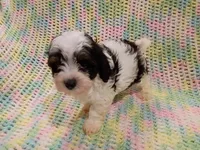 Buster, a male Havapoo for sale in Irvington, KY – 3 of 6