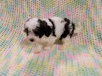 Buster, a male Havapoo for sale in Irvington, KY – 2 of 6