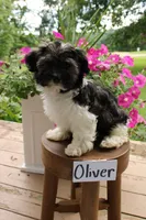 Oliver, a male Havanese for sale in Irvington, KY – 3 of 8