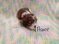 Prince, a male Havapoo for sale in Irvington, KY – 4 of 5