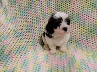 Buster, a male Havapoo for sale in Irvington, KY – 6 of 6