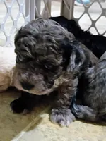 Trixy, a female Havapoo for sale in Irvington, KY – 4 of 7