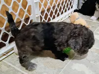 Trixy, a female Havapoo for sale in Irvington, KY – 6 of 7
