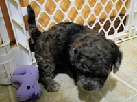 Trixy, a female Havapoo for sale in Irvington, KY – 7 of 7