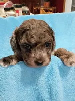 Trixy, a female Havapoo for sale in Irvington, KY – 2 of 7
