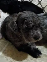 Trixy, a female Havapoo for sale in Irvington, KY – 3 of 7