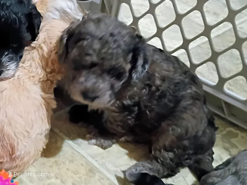 Trixy – Havapoo puppy for sale in Irvington, KY