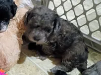 Trixy, a female Havapoo for sale in Irvington, KY – 1 of 7