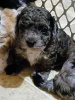 Trixy, a female Havapoo for sale in Irvington, KY – 5 of 7