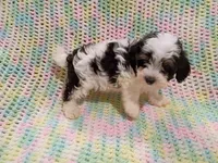 Buster, a male Havapoo for sale in Irvington, KY – 5 of 6