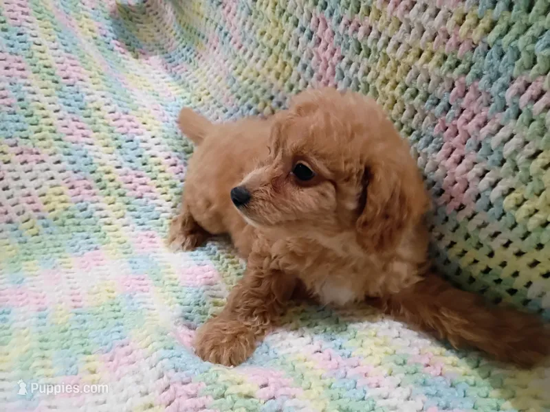 Jack – Bichpoo puppy for sale in Irvington, KY