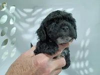 Pepper, a female Havapoo for sale in Irvington, KY – 5 of 5