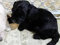 Pepper, a female Havapoo for sale in Irvington, KY – 3 of 5