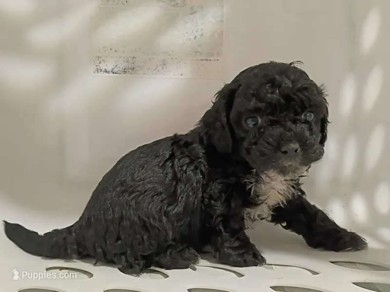 Pepper – Havapoo puppy for sale in Irvington, KY