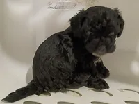 Pepper, a female Havapoo for sale in Irvington, KY – 4 of 5