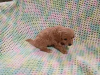 Jack, a female Bichpoo for sale in Irvington, KY – 4 of 5