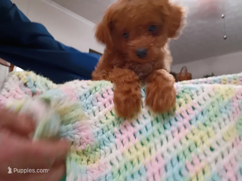 Simba – Bichpoo puppy for sale in Irvington, KY