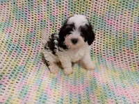Buster, a male Havapoo for sale in Irvington, KY – 4 of 6