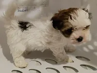 Lola, a female Havanese for sale in Irvington, KY – 1 of 7