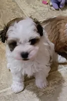 Lola, a female Havanese for sale in Irvington, KY – 5 of 7