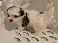 Lola, a female Havanese for sale in Irvington, KY – 7 of 7