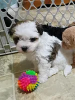 Lola, a female Havanese for sale in Irvington, KY – 2 of 7