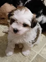 Lola, a female Havanese for sale in Irvington, KY – 3 of 7