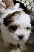 Lola, a female Havanese for sale in Irvington, KY – 4 of 7