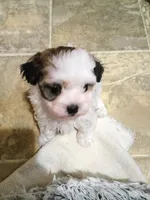 Lola, a female Havanese for sale in Irvington, KY – 6 of 7