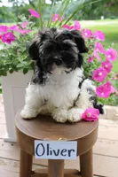 Oliver, a male Havanese for sale in Irvington, KY – 2 of 8