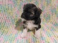 Thumper, a male Havanese for sale in Irvington, KY – 4 of 4