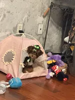 Indy, a female Yorkipoo for sale in Fayetteville, NC – 3 of 3