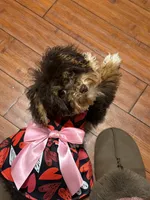 Indy, a female Yorkipoo for sale in Fayetteville, NC – 2 of 3
