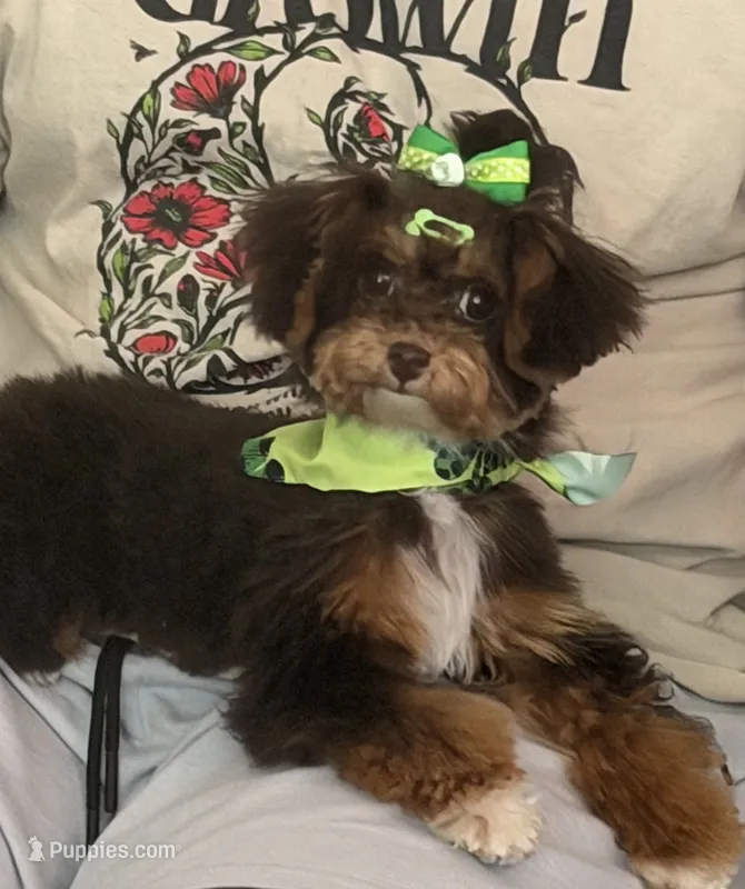 Indy – Yorkipoo puppy for sale in Fayetteville, NC