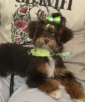 Indy, a female Yorkipoo for sale in Fayetteville, NC – 1 of 3