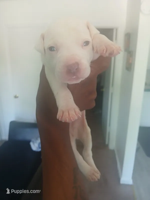 Not named – American Bully puppy for sale in Danville City, VA