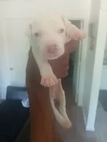 Not named, a female American Bully for sale in Danville City, VA – 1 of 1