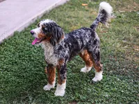 Jordan, a male Miniature Bernedoodle for sale in Millersburg, PA – 3 of 4