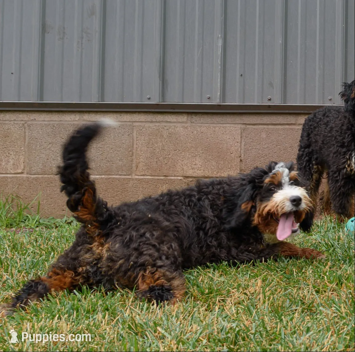 Shira & Major Litter, a  Miniature Bernedoodle for sale in Millersburg, PA – 3 of 4