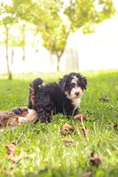 Holly, a female Miniature Bernedoodle for sale in Millersburg, PA – 3 of 8