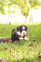 Holly, a female Miniature Bernedoodle for sale in Millersburg, PA – 2 of 8