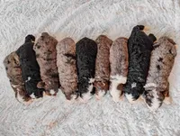 Holly, a female Miniature Bernedoodle for sale in Millersburg, PA – 5 of 8