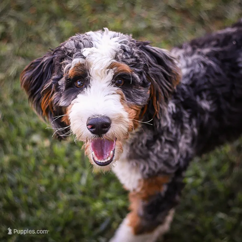 Jordan – Miniature Bernedoodle puppy for sale in Millersburg, PA