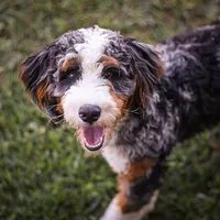 Jordan, a male Miniature Bernedoodle for sale in Millersburg, PA – 1 of 4
