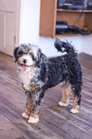 Riley, a male Miniature Bernedoodle for sale in Millersburg, PA – Photo 3 of 6