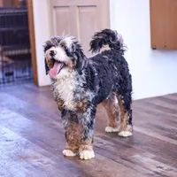 Riley, a male Miniature Bernedoodle for sale in Millersburg, PA – Photo 4 of 6