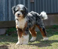 Riley, a male Miniature Bernedoodle for sale in Millersburg, PA – Photo 5 of 6